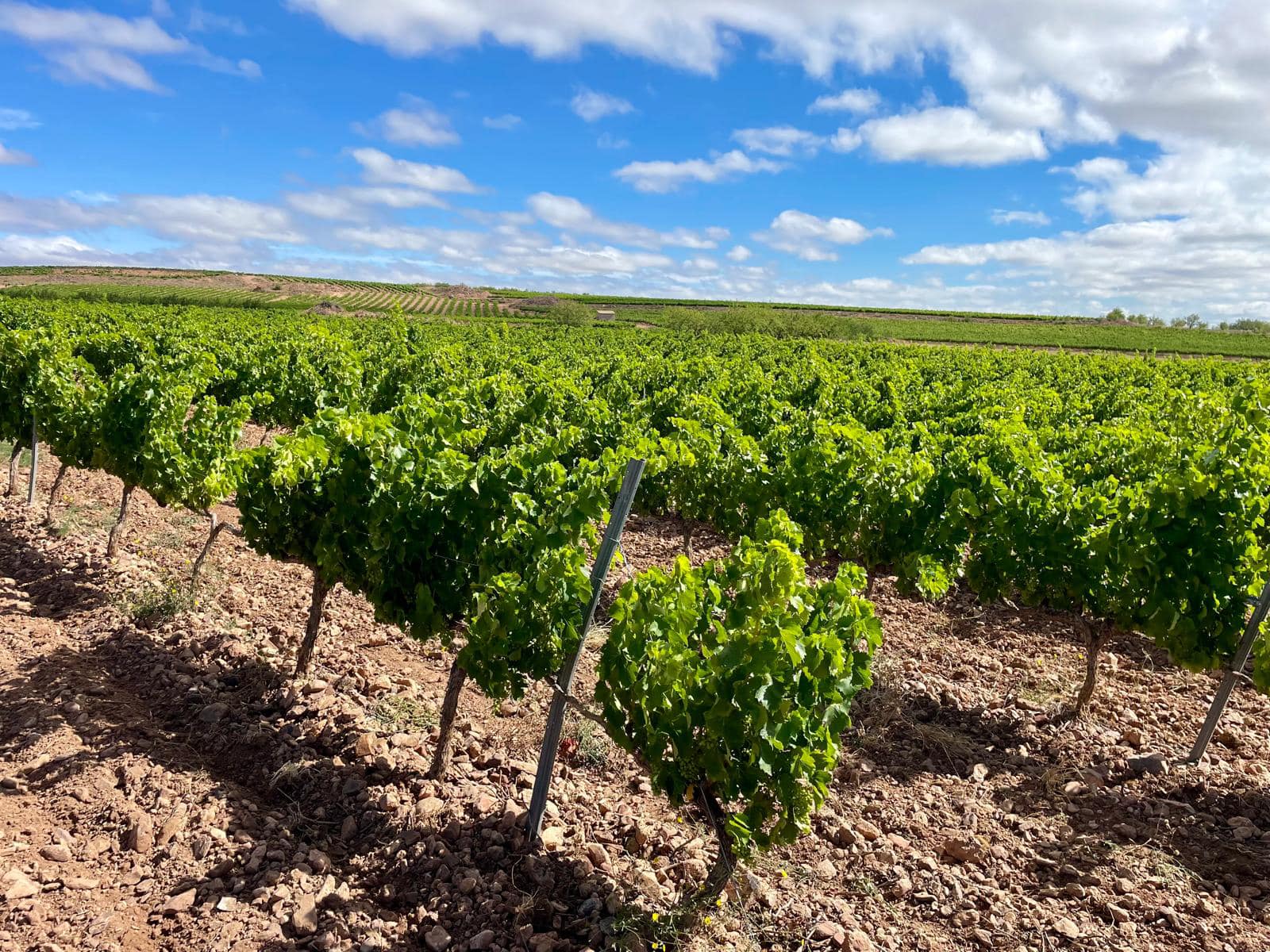 Bodegas Aragonesas foto 3
