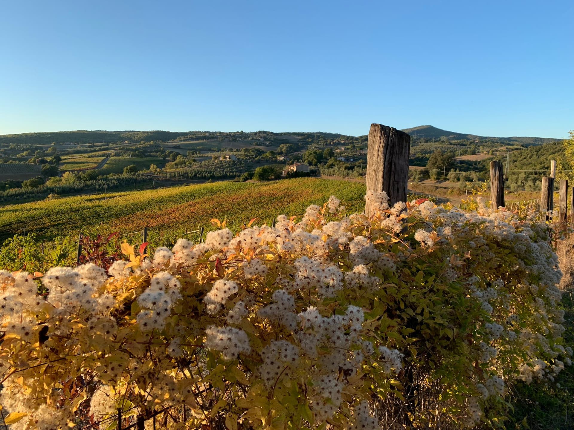 Castello di Corbara