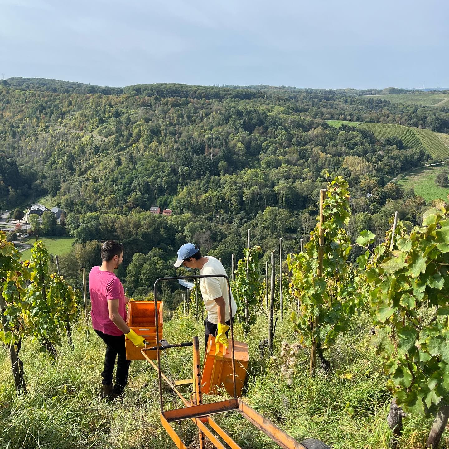 Dominikaner Weingut C. Von Nell-Breuning foto 3