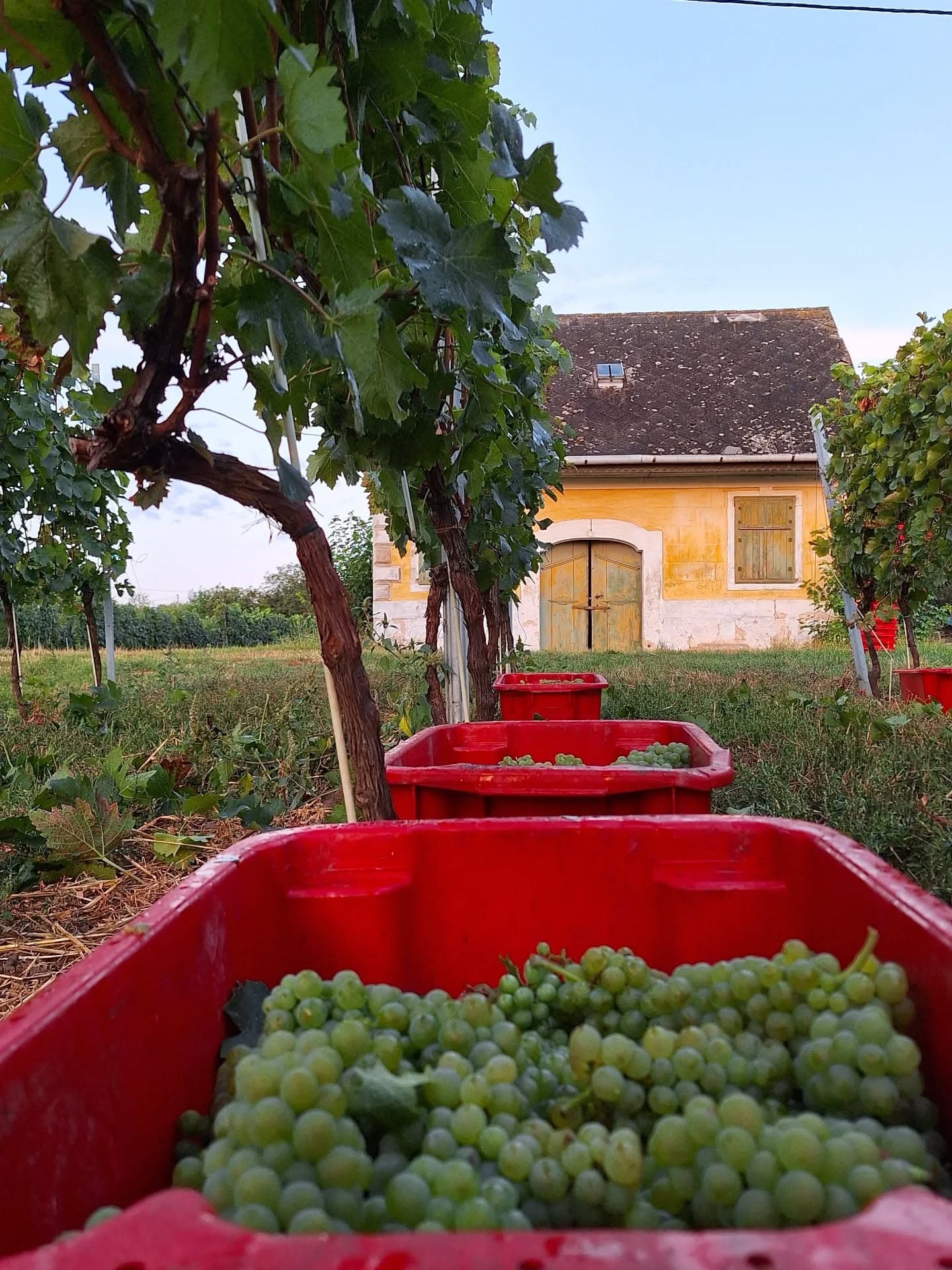 Etyeki Kúria Winery foto 3