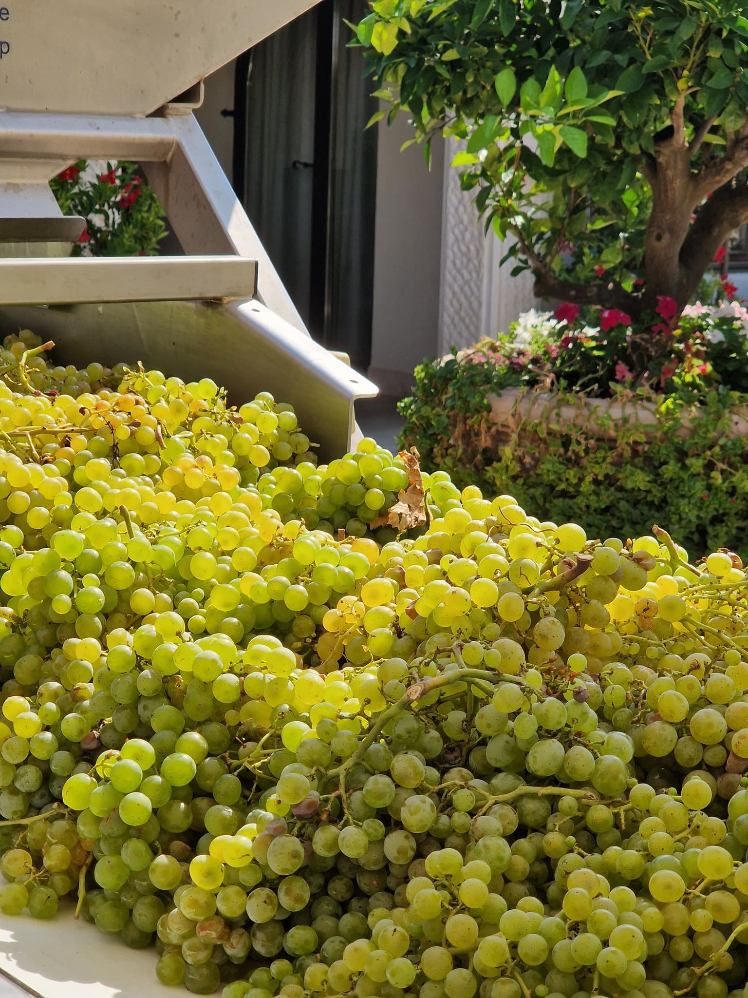 Korta Katarina Winery foto 5