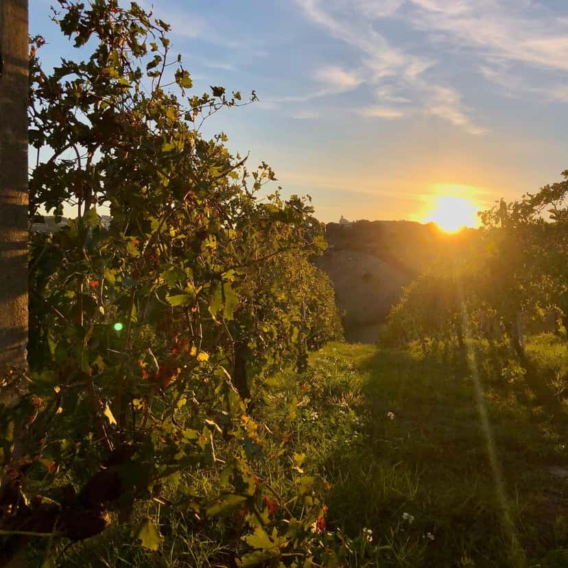 Rio Maggio Winery
