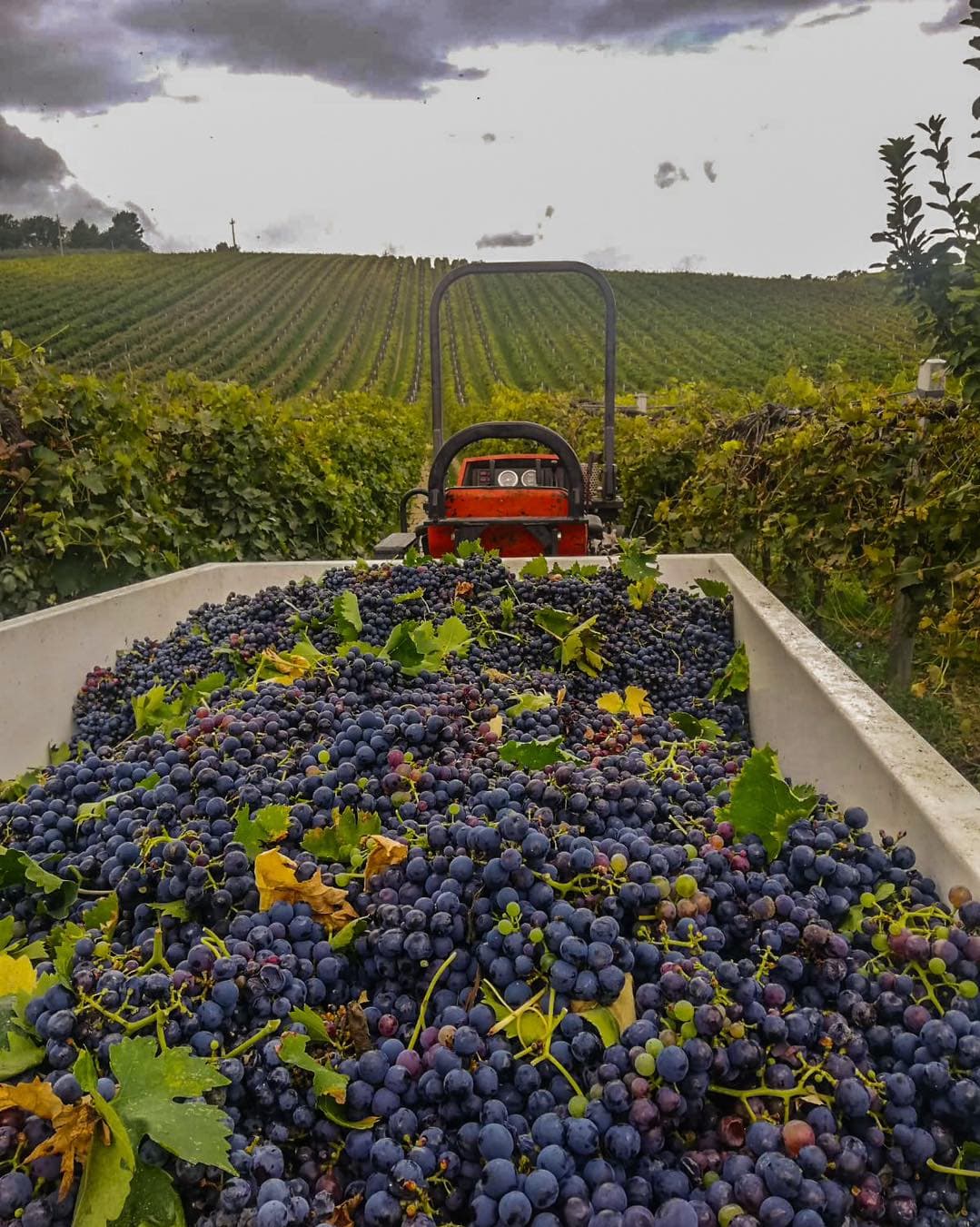 Tenuta Arabona foto 3