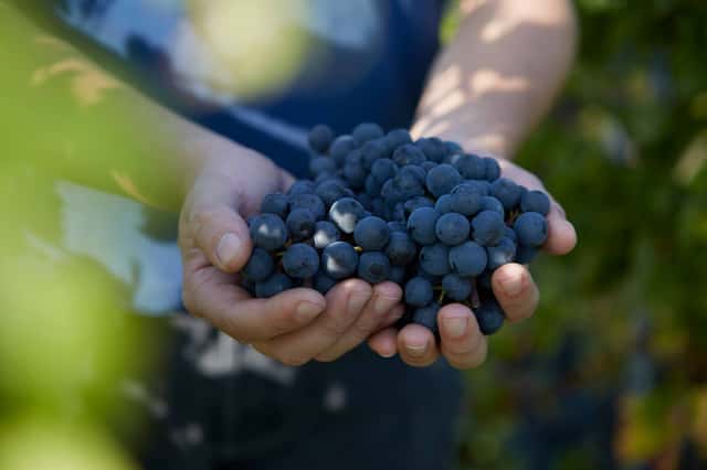 Vignobles Bardet