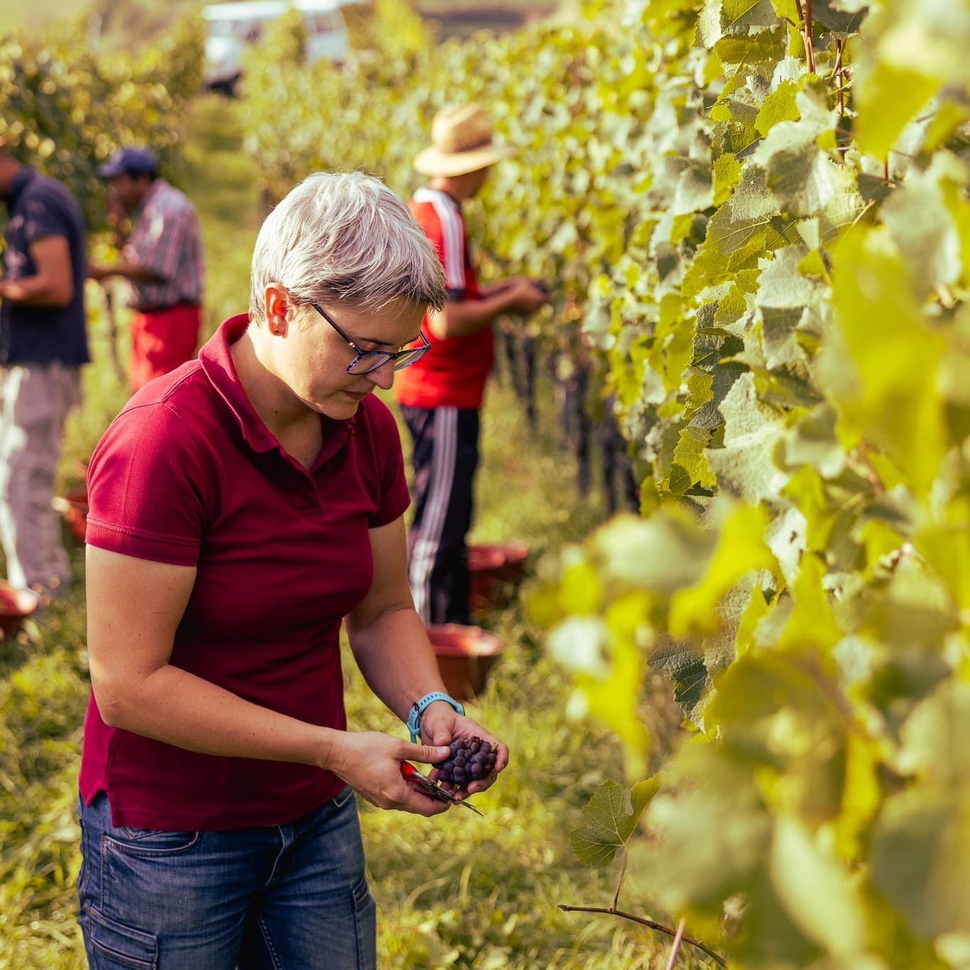 Weingut Gregor & Thomas Schätzle foto 2