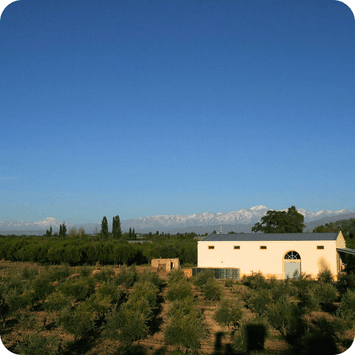 Argentina-carinae-vineri-chenin-blanc