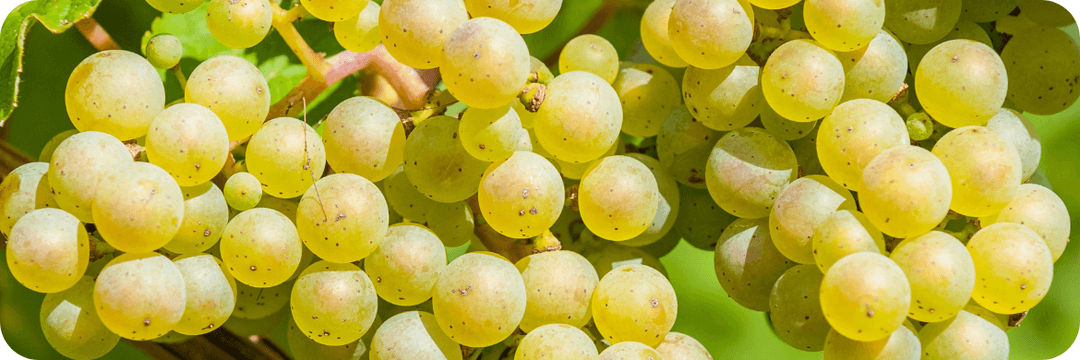 Chenin-blanc-druvklasar-närbild