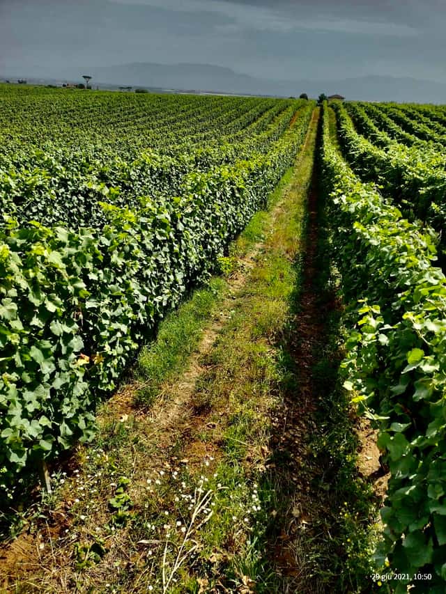 Azienda Agricola Casal De Luca