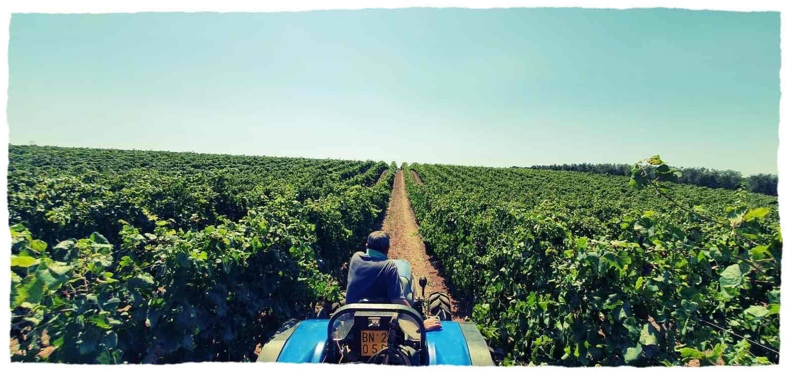 Azienda Agricola Casal De Luca
