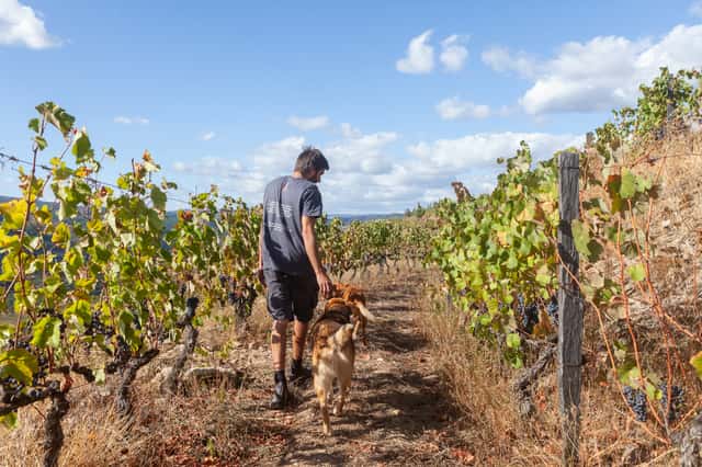Quinta da Pedra Alta