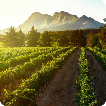 Sydafrika-cavalli-estate-chenin-blanc