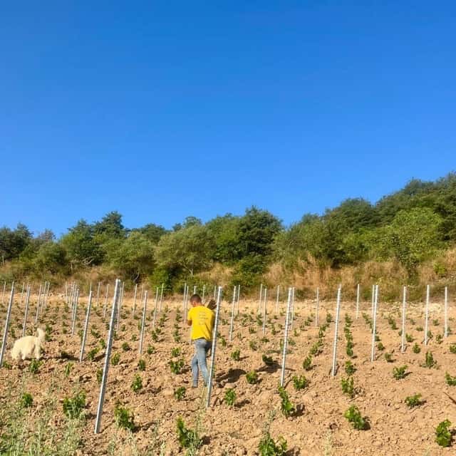 Cantina Francesco Cadinu