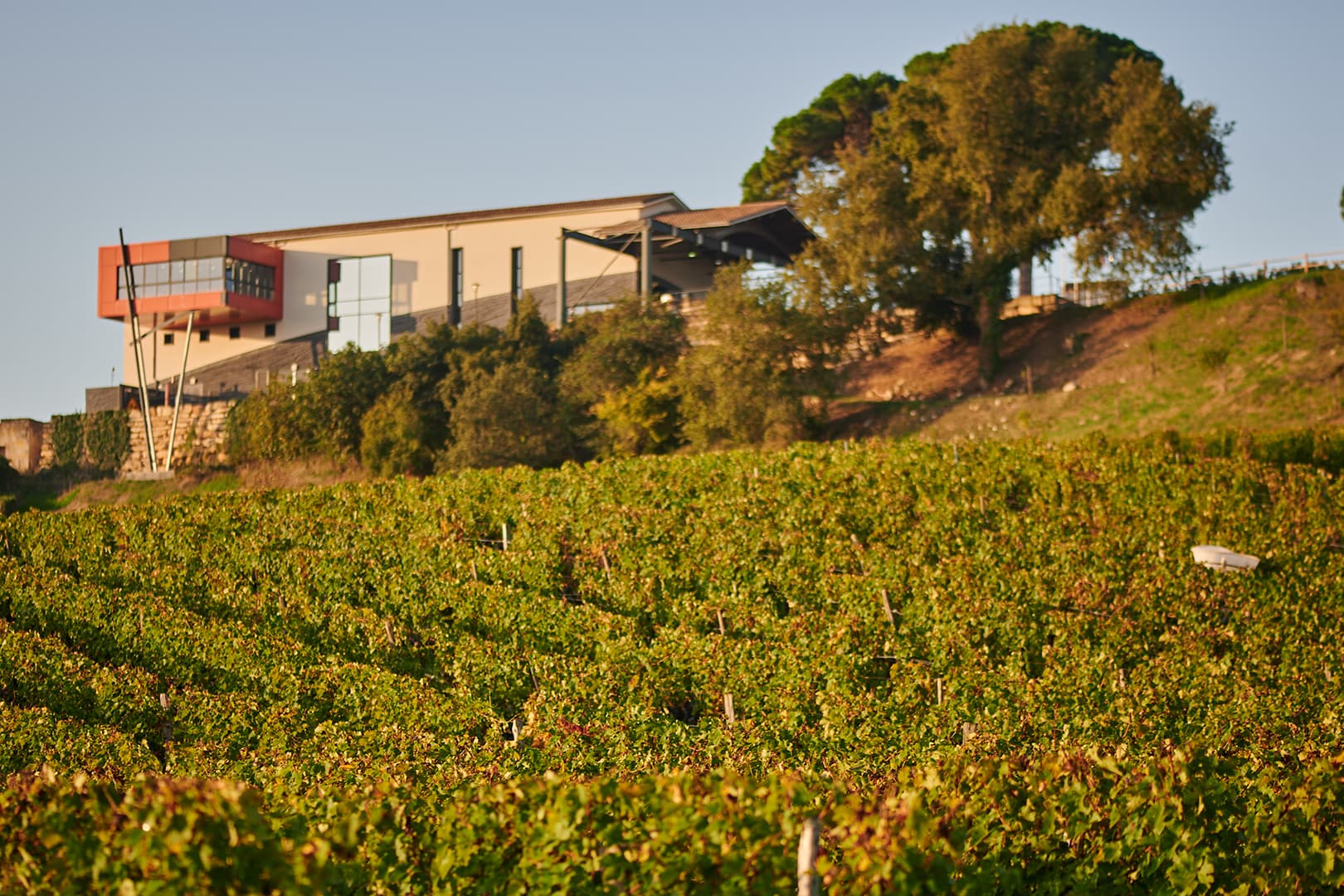 Château La Croizille: A Blend of Tradition and Innovation foto 1