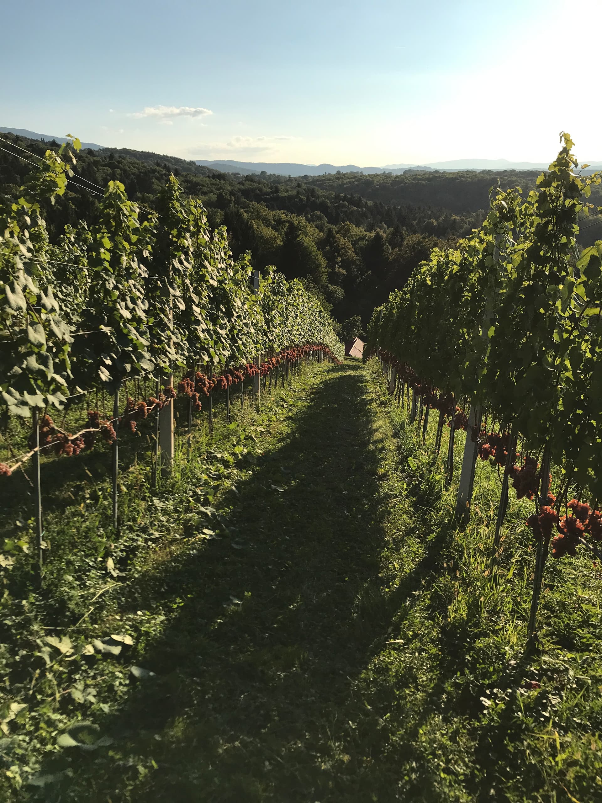 Arret Wines foto 5