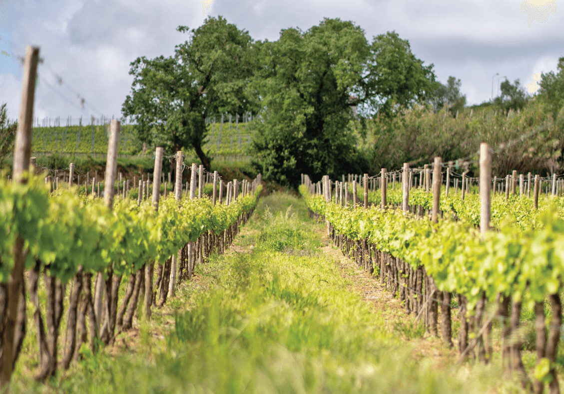 Trails and Wine Program