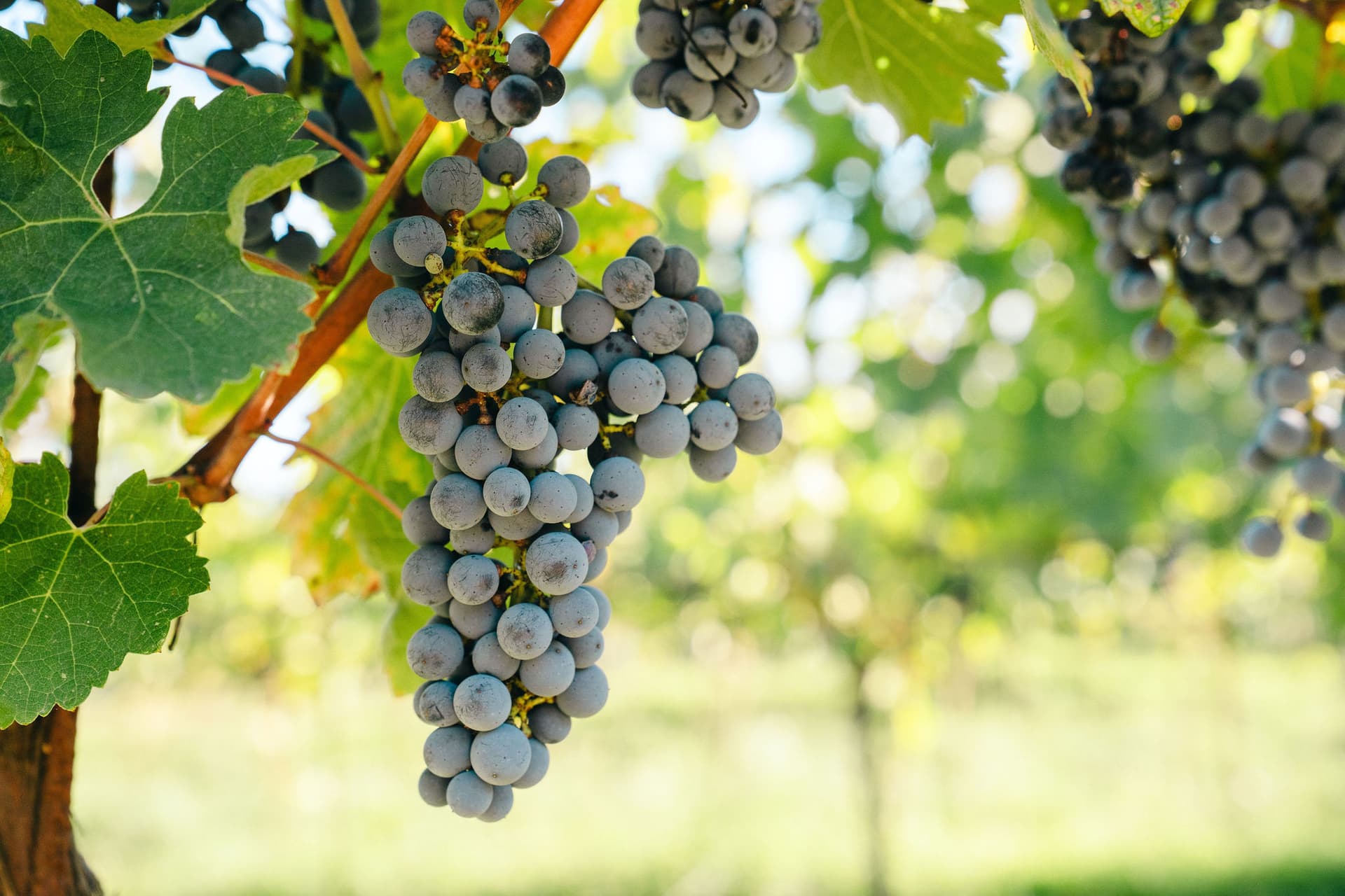 Small Assaggio Wine Tasting Experience