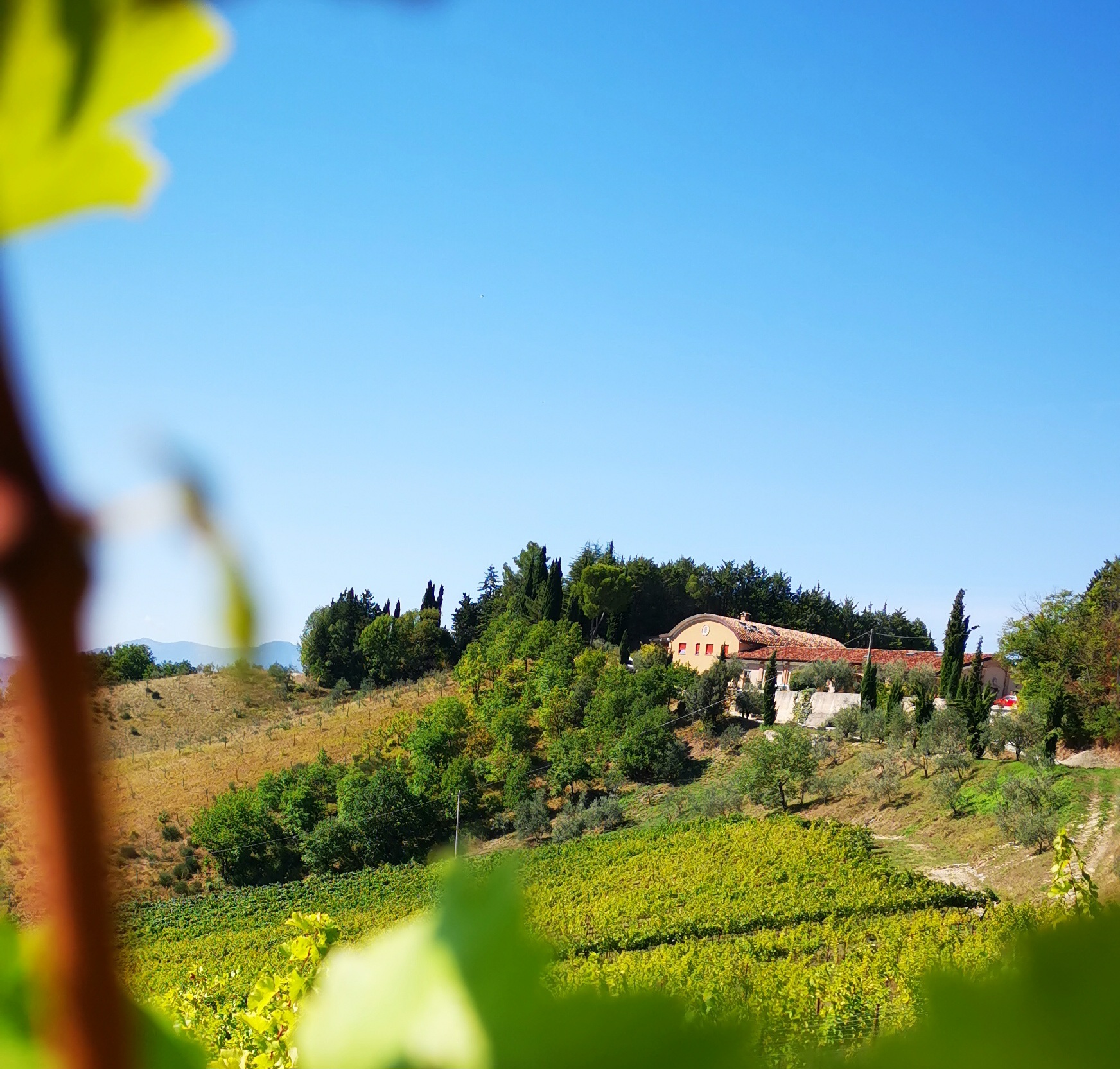 Assaggio di vini e tour presso la Tenuta Ca' Sciampagne