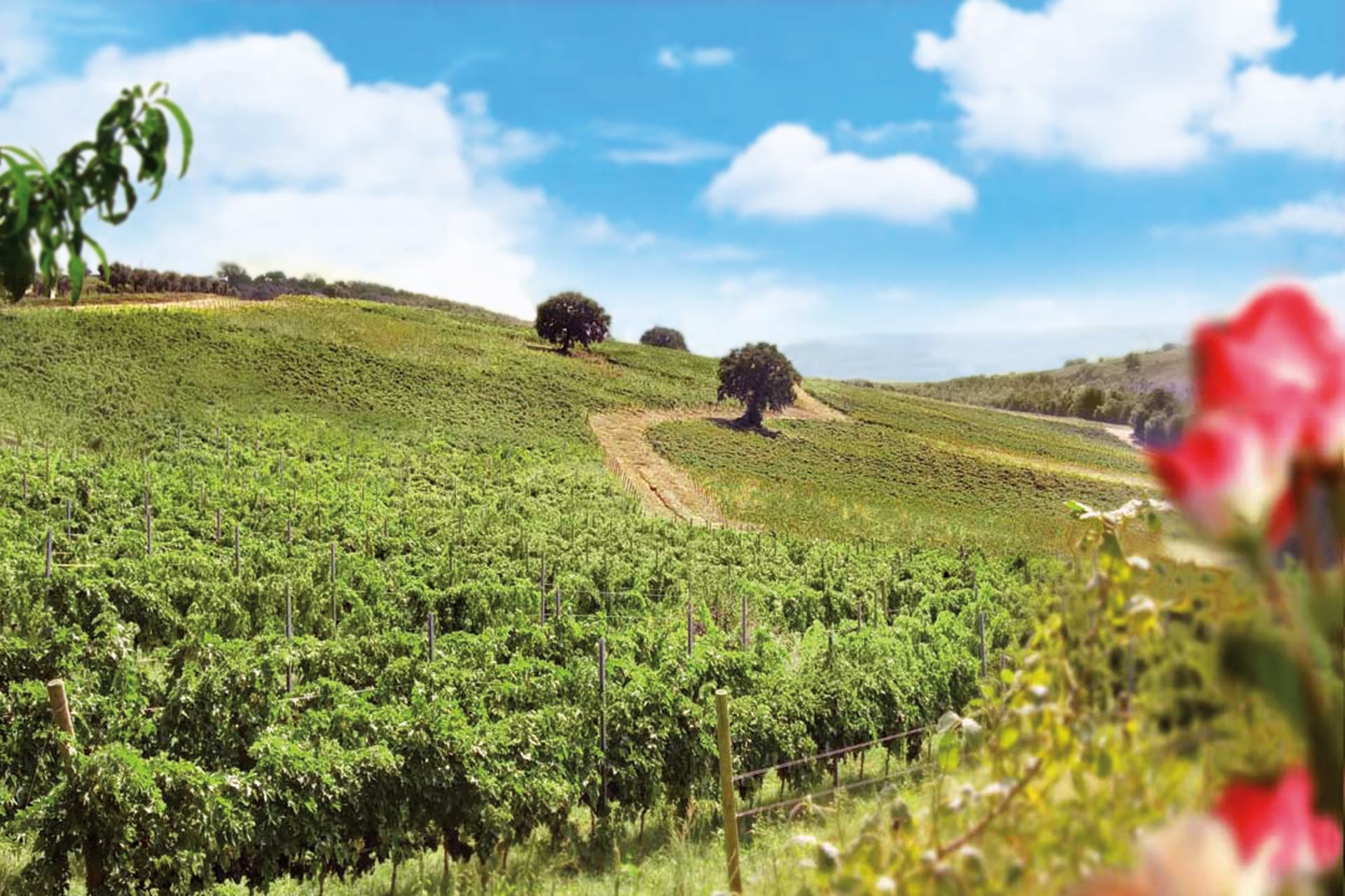 Visita e degustação de vinhos no Castello di Corbara