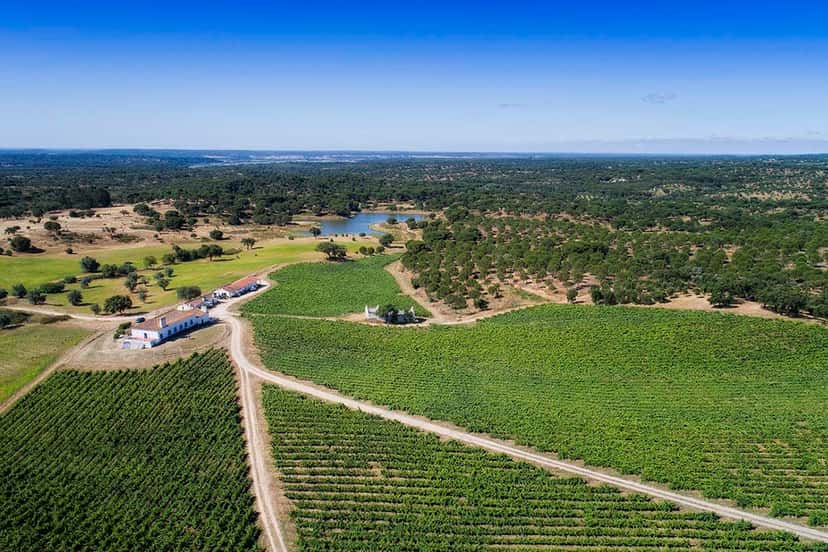 Anta de Cima | ARGILLA Wines