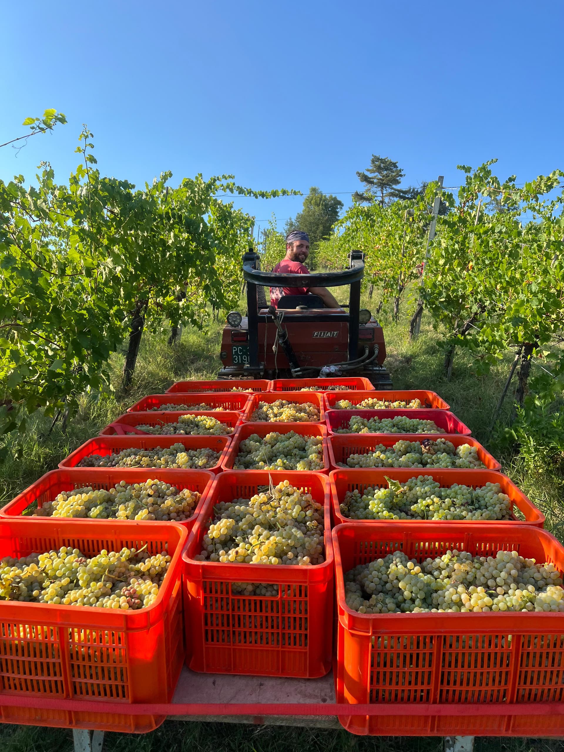 A day with the enologist: educational tour & tasting at Podere Casa Piana