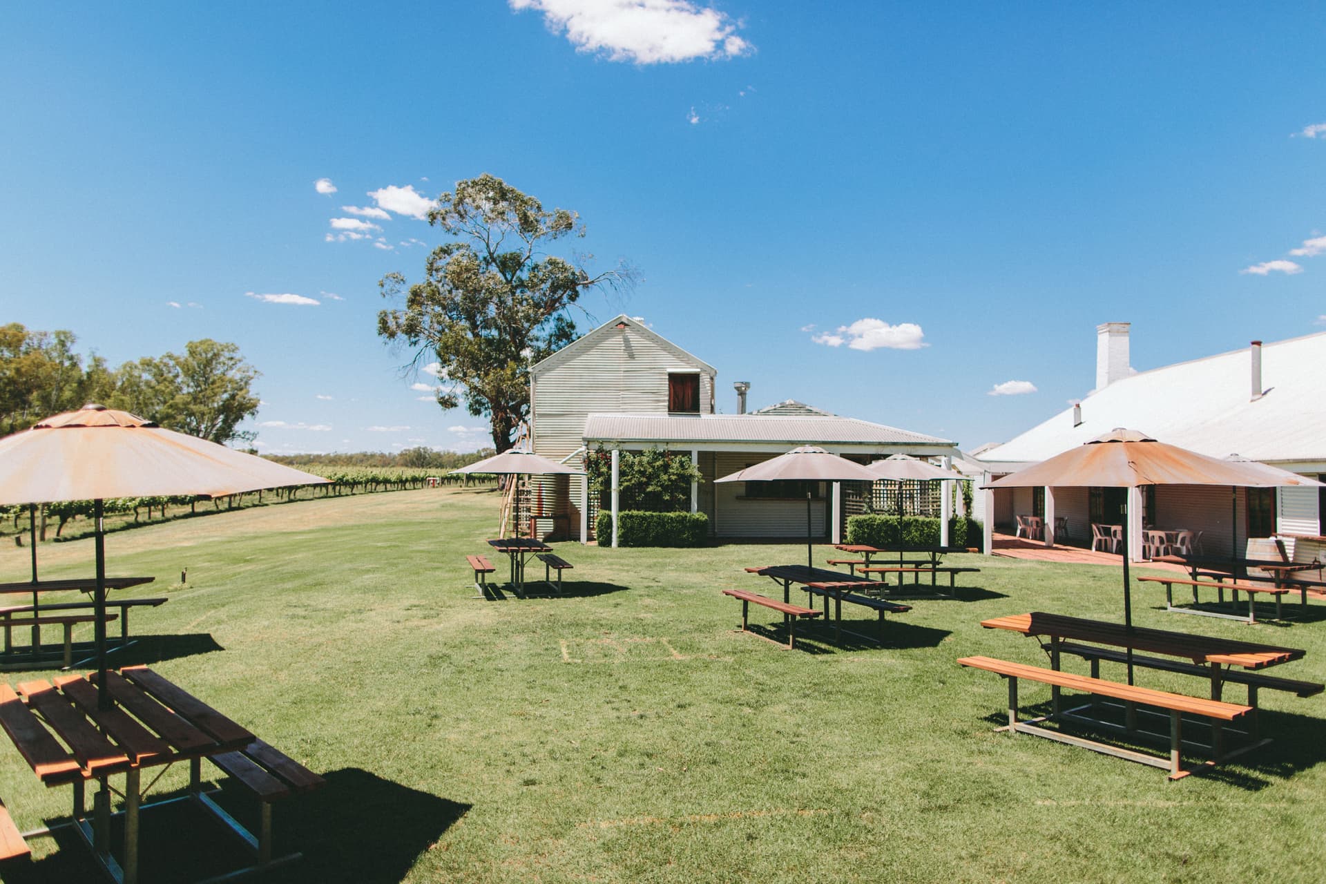 St Leonards Vineyard Foto 1