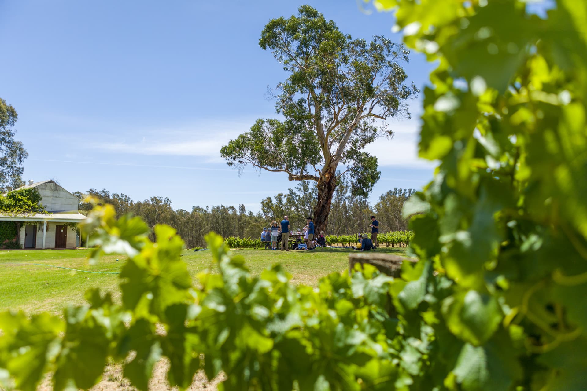 St Leonards Vineyard Foto 2
