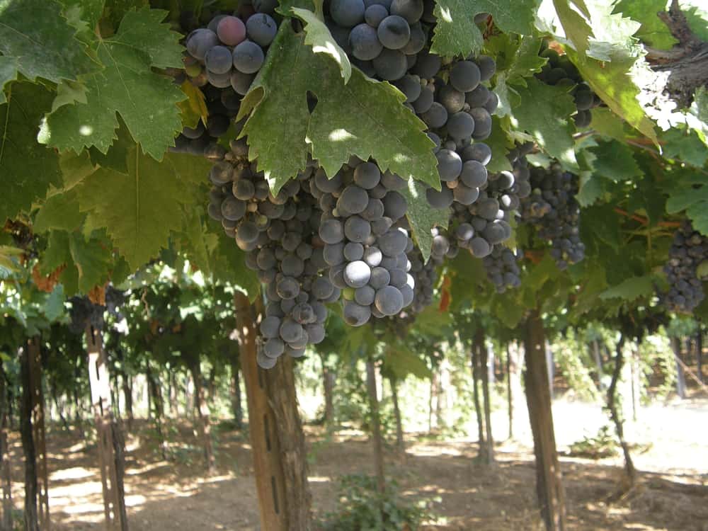 Festa do vinho