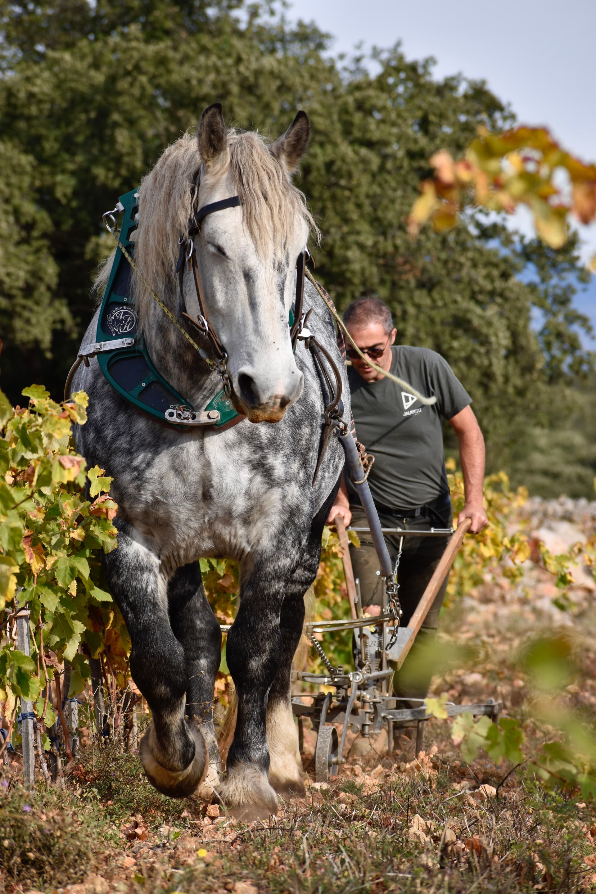 Domaine Olivier Pithon foto 4