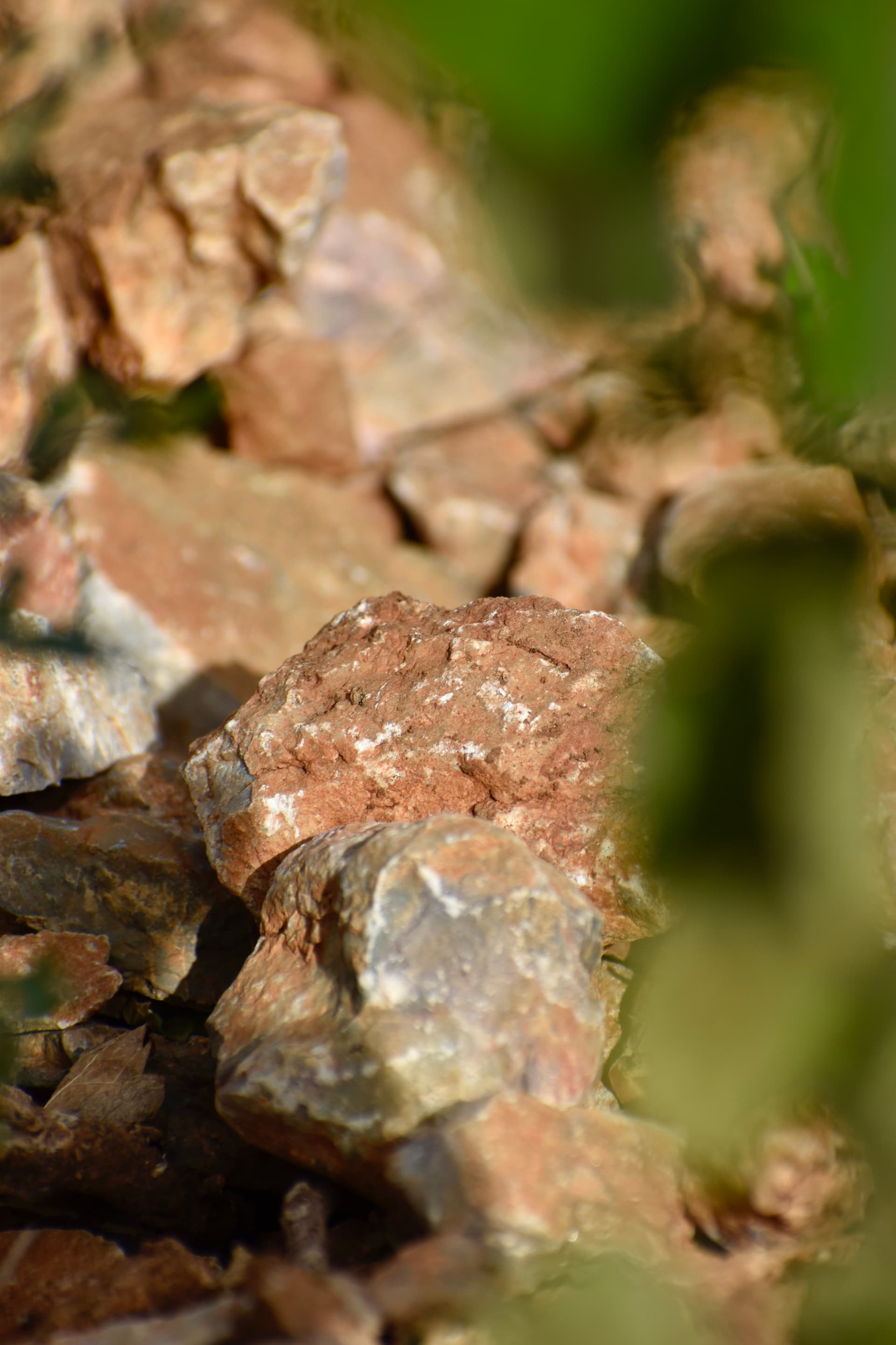 Domaine Olivier Pithon foto 2