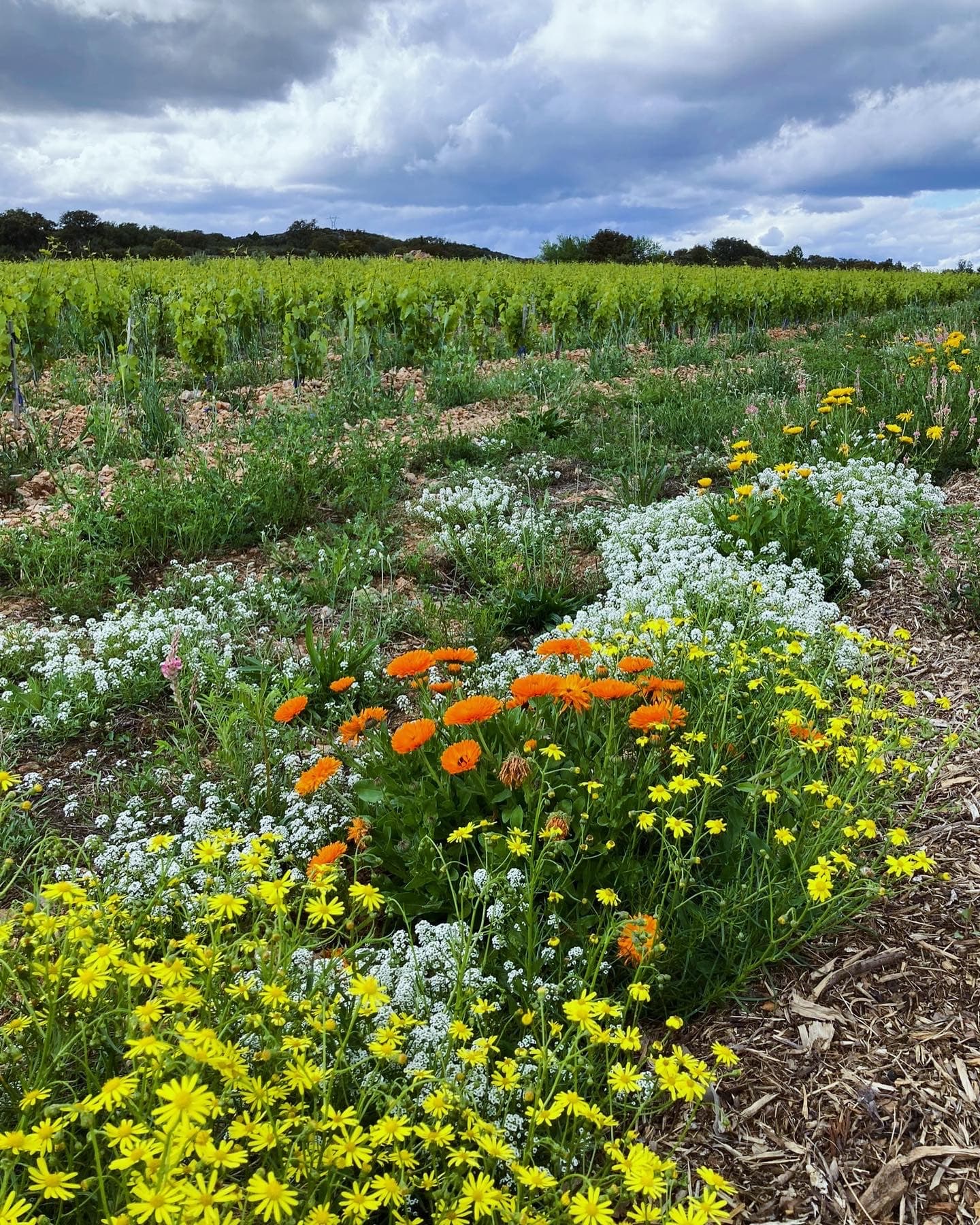 Domaine Olivier Pithon foto 3