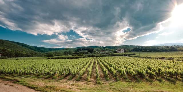 THYMIOPOULOS VINEYARDS