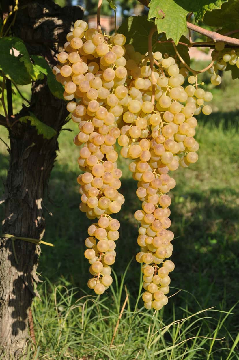 Albana: one variety, many expressions.