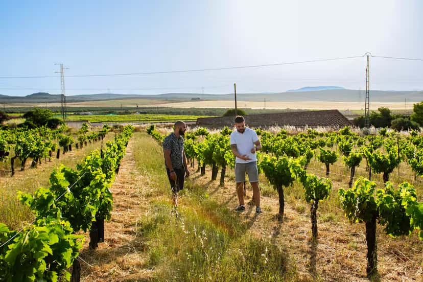 Organic Wine & Olive Oil Tour from Málaga with Tapas