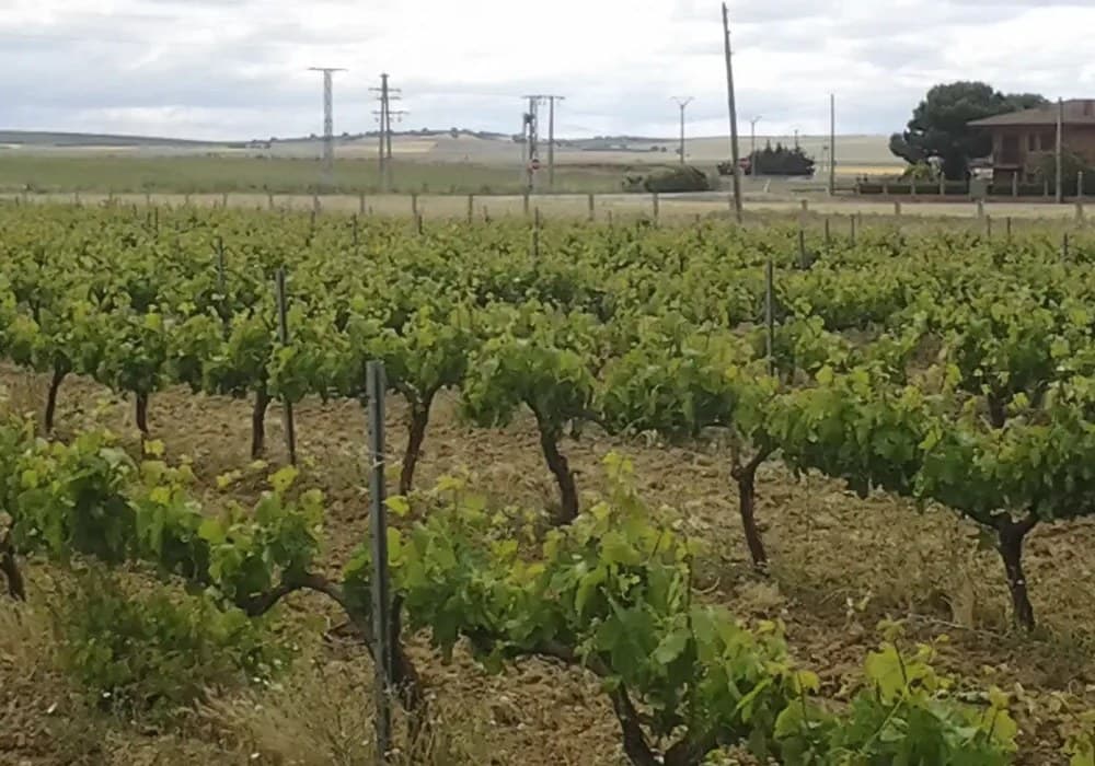 Visita a la bodega y degustación en Bodega Quotanes.