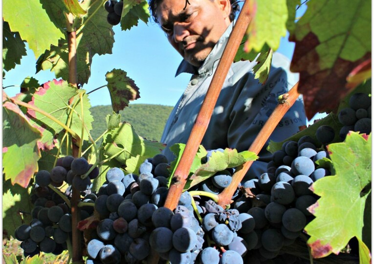 Campania Wine Region, Italy