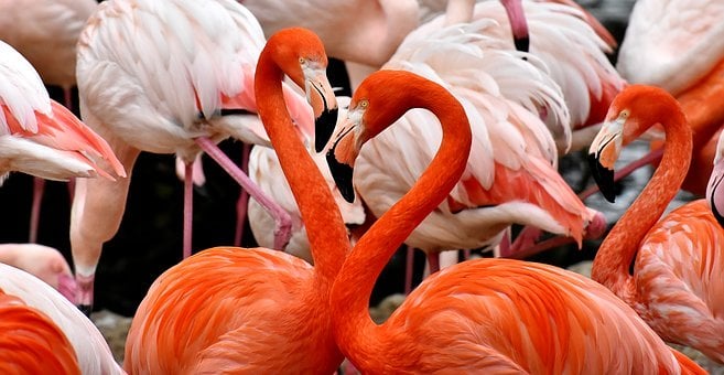 Flamingos in San Teodoro