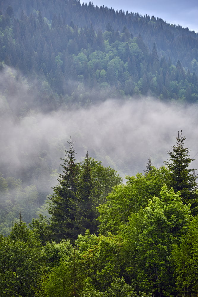 Parco Nazionale della Foresta Nera, Germania