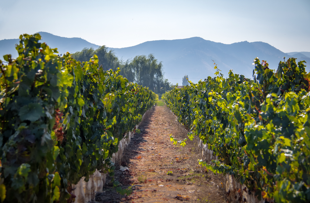 Itata Valley