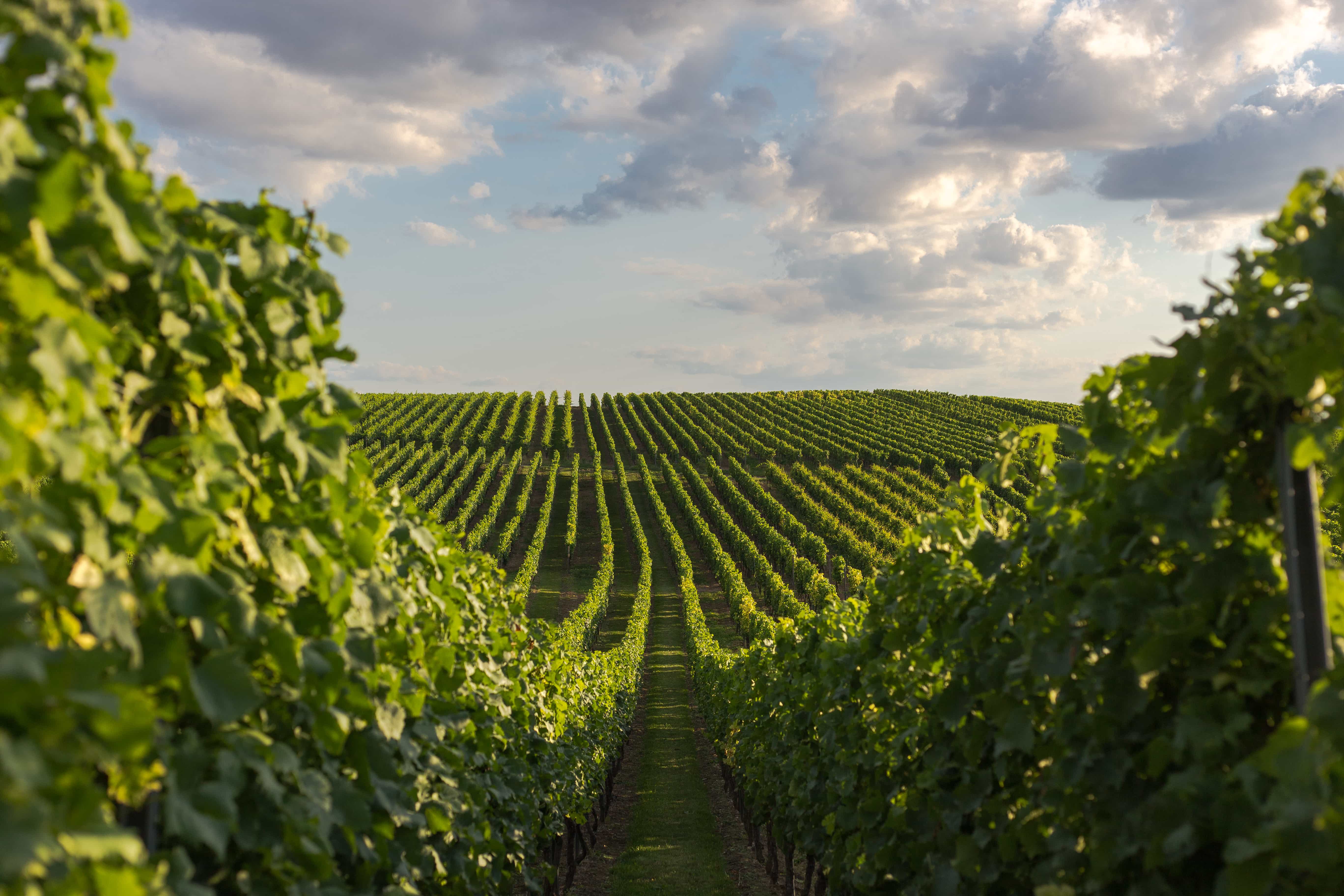 Rheinhessen