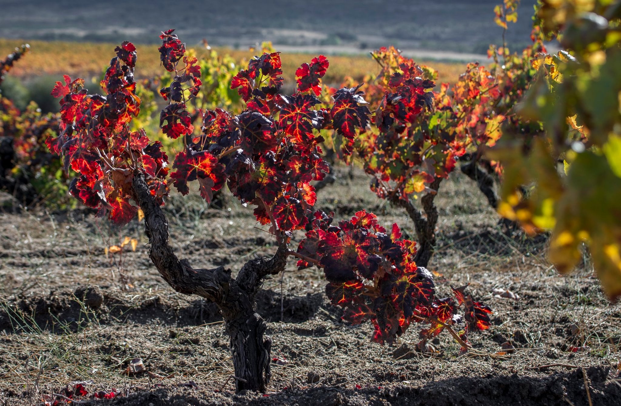 Quinta-dos-termos-grapevines Degatw