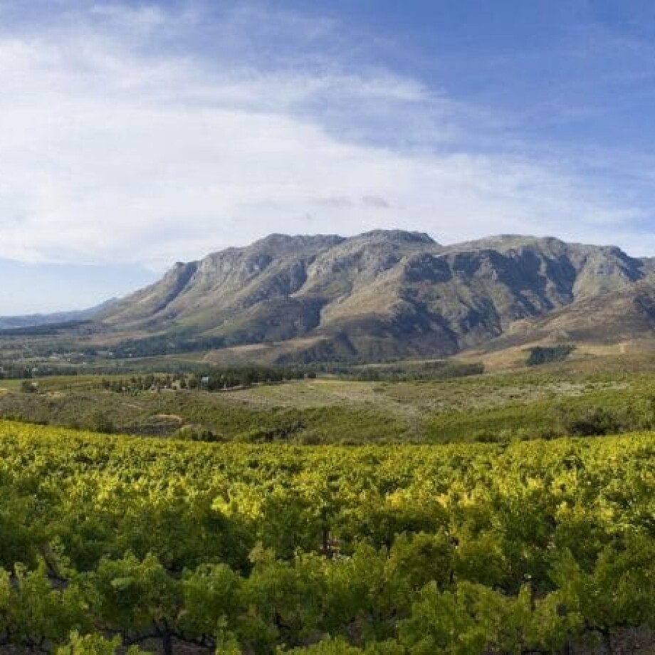 10 best wineries in South Africa to visit in 2024
