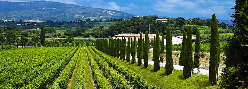 Veneto wine region, Italy