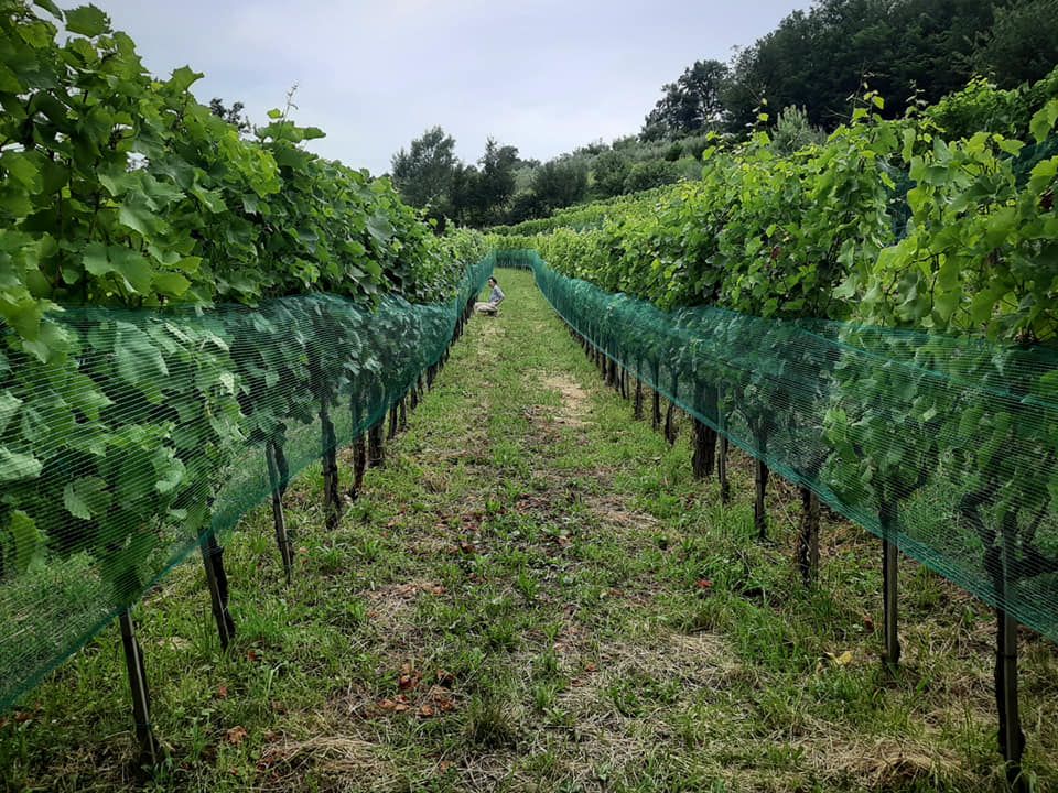 Uou Konzorcij Zapuscenih Vinogradov-vienyards