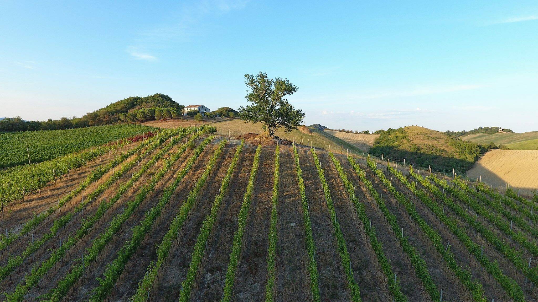 azienda vitivinicola turetta ca' bianca foto