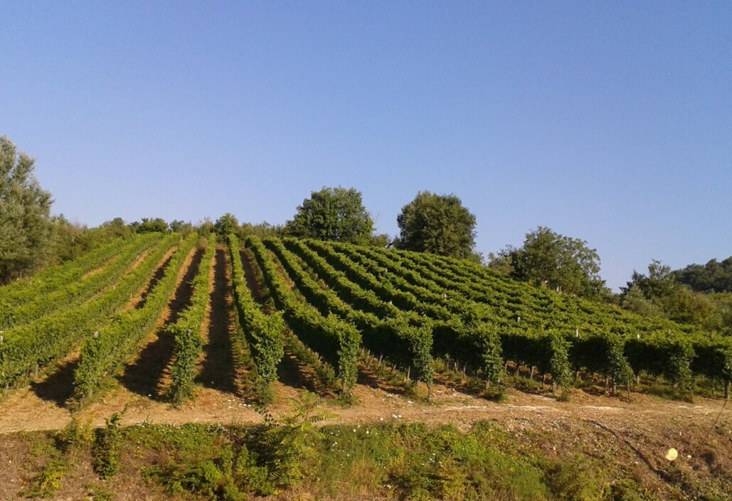 10 best wineries in Campania to visit in 2023