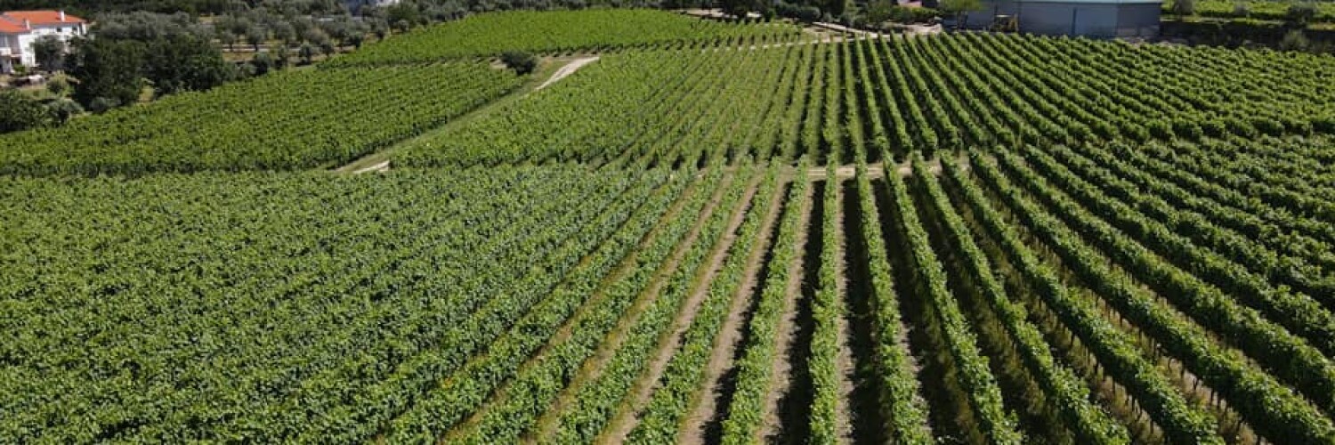 Madre De gua Winery In D o Winetourism