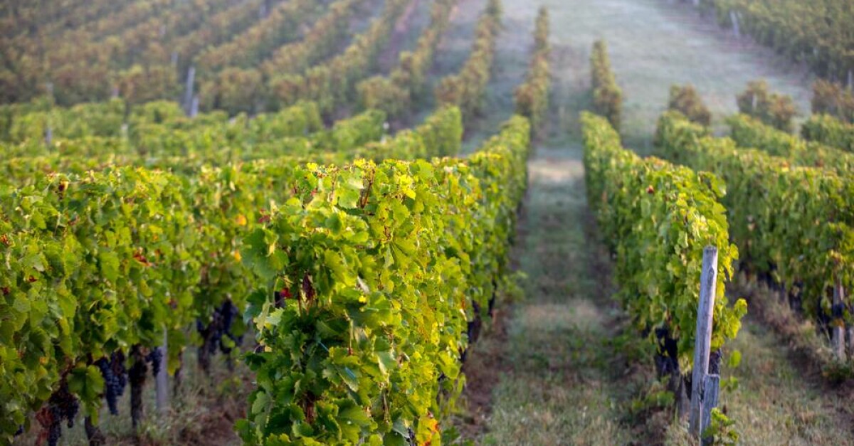 Bordeaux travel guide for wine lovers | Winetourism.com