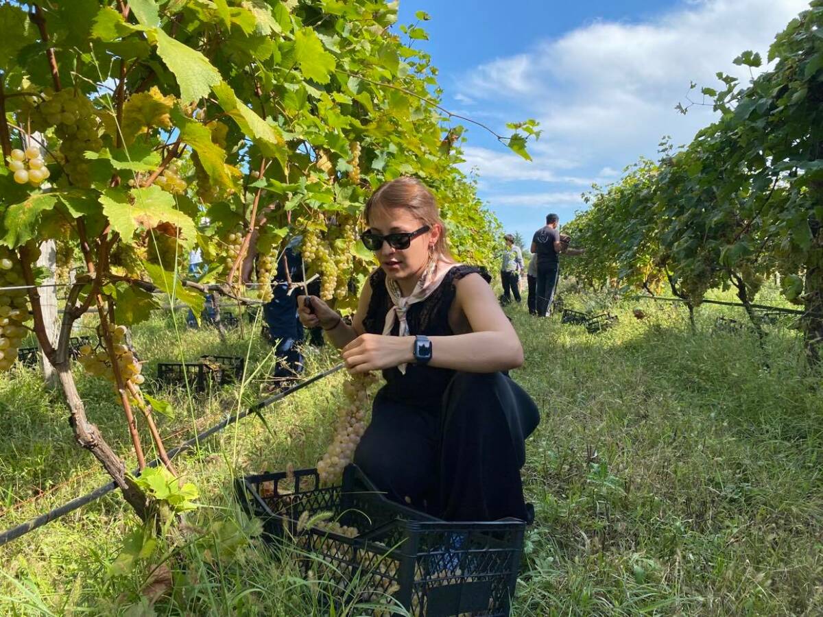 Grape-harvest-tamta-3-1200x900