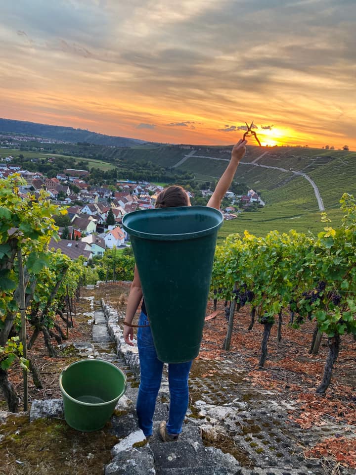 Lauffener Weingärter