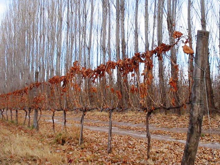 Bodega Favretto- Vineyards